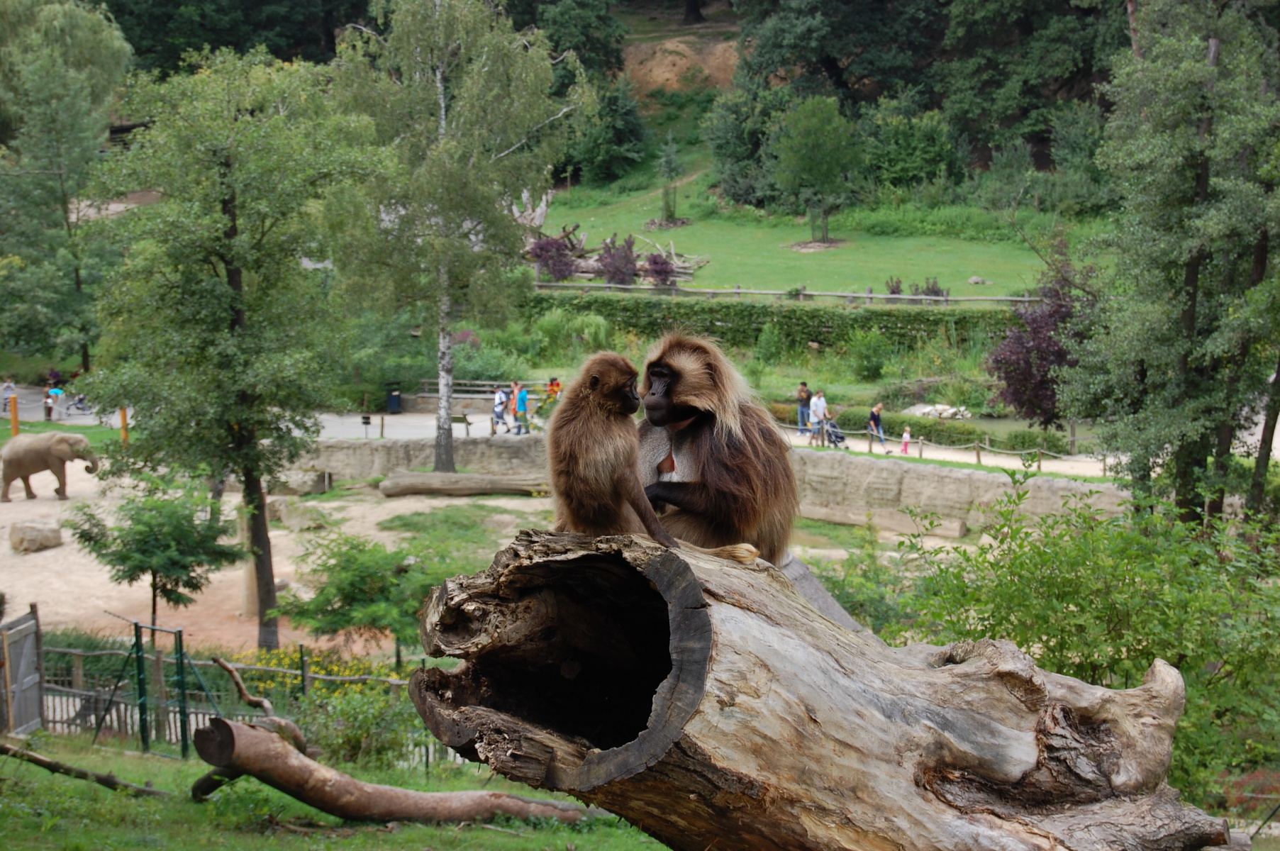 Zoo Lešná 2011 659